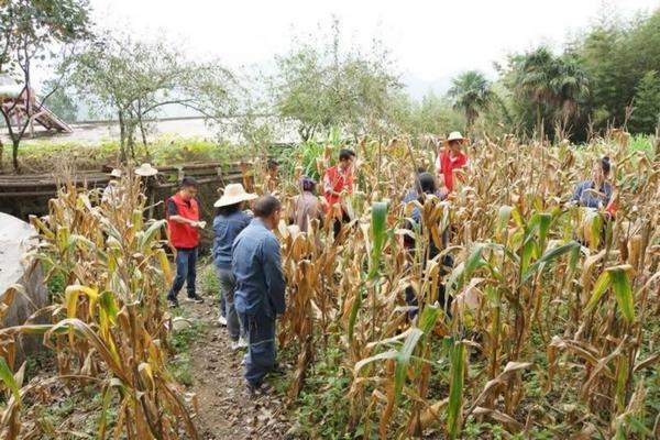 满天星种植全过程 满天星种子的种植方法