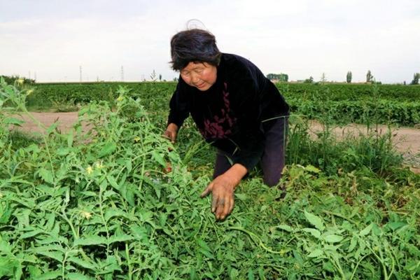 草坪专用除草剂 水稻田除草剂除草列表