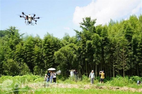 车前草的作用和功能主治 牛筋草的作用与功效图片