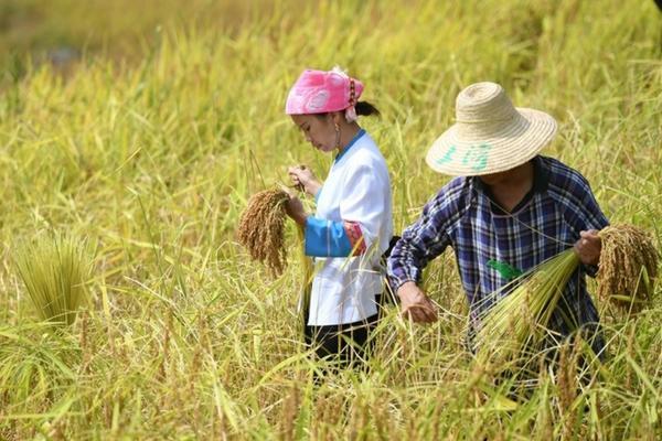 绿化带植物打什么除草剂 路边绿化带喷的是什么农药？