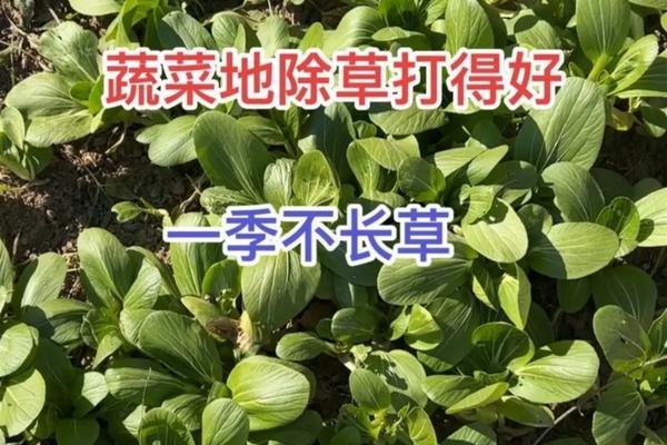 【如何正确兑水使用菌灵兰花专用50多菌灵】