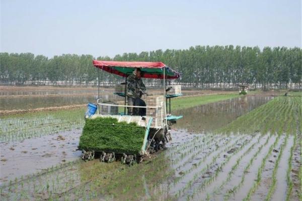 贝莱斯芽孢杆菌的特点 贝莱斯芽孢杆菌图片