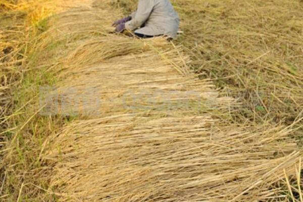 防治蚜虫的建议有哪些 防治柑橘潜叶蛾蚜虫用什么农药？