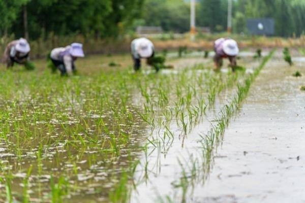 辛硫磷使用方法及用量 辛硫磷颗粒要怎样使用不残留土壤呢？