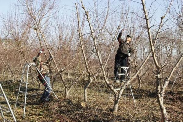 胜邦绿野玉米除草剂产品 小麦田除草剂有哪些