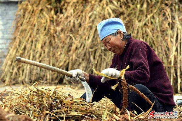 毒死蜱颗粒剂的主要杀虫对象及作用机制解析