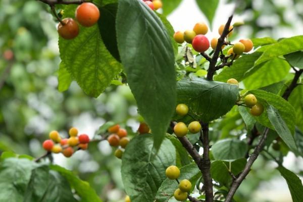 强力除草剂对土壤的危害 巴佰金除草剂伤土壤吗？