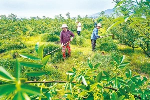 油麦菜田用什么除草剂 小麦田里的燕麦节节麦用什么除草剂