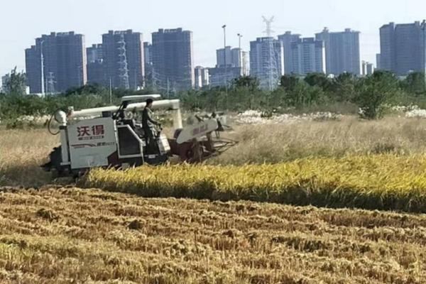 蚊子和苍蝇的区别图片 蚊子和苍蝇是一个物种不