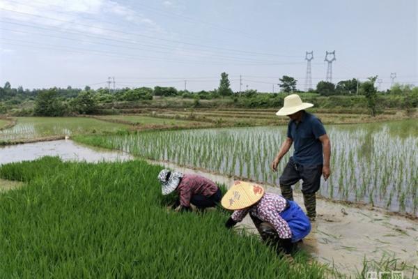 杀虫剂有什么 生物农药杀虫剂大全