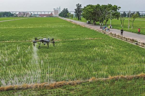 果子成熟了打除草剂有无影响 芒果打什么杀菌药可以延长采摘时间？