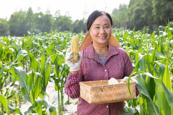 莲花品种一共有多少 碗莲花24品种图片