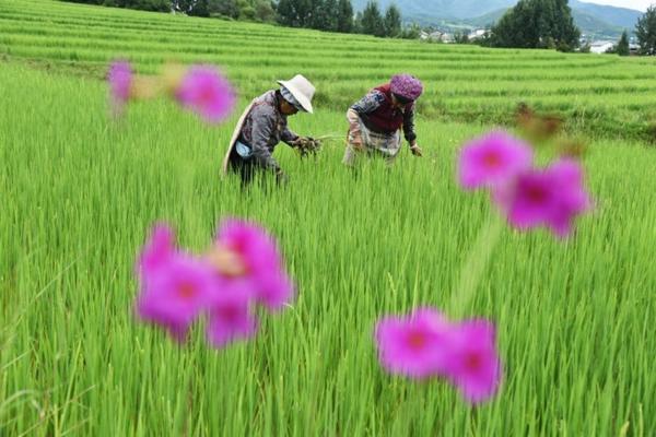 兰花用恶霉灵和多菌灵哪个好 兰花根腐病用什么药最好