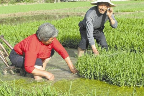 青岛禾阔莎除草剂 哪些除草剂能除红色杂草？