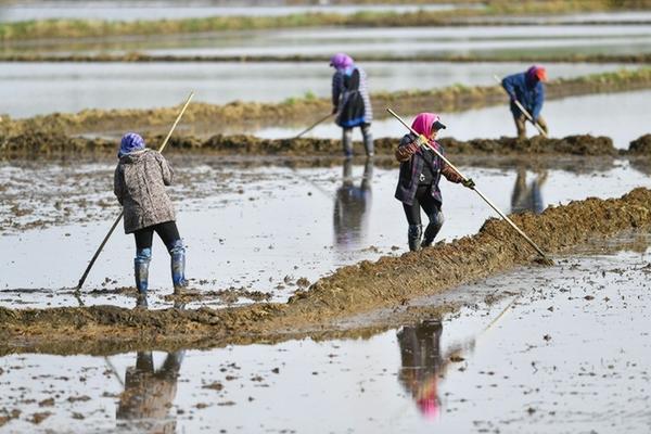 多肉花瓣一碰就掉怎么回事 多肉花瓣烂一碰就出水了什么情况？