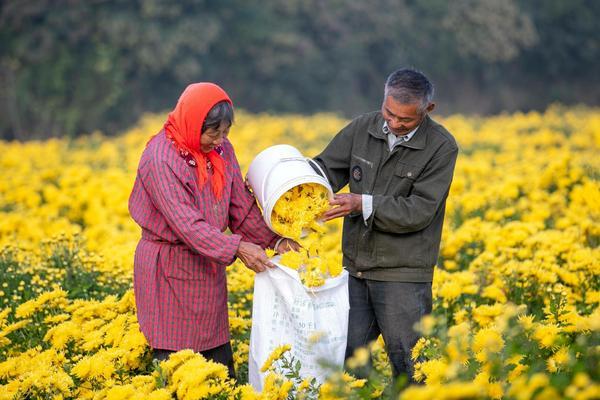 芸苔素与除草剂能否混用及其安全性探讨