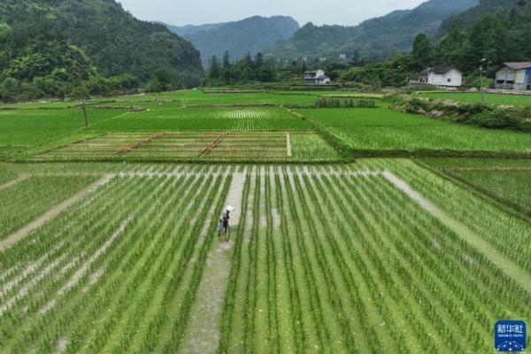 发财树浇水后可以浇多菌灵吗 发财树锯掉一截怎么用多菌灵？