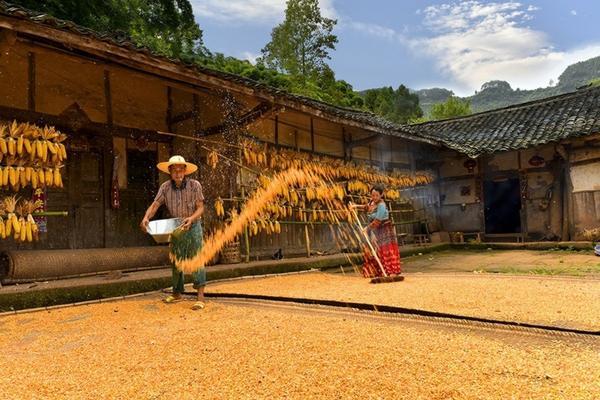 玉菇甜瓜种植技术详解