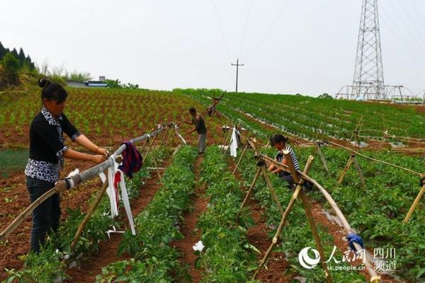 氟虫腈和吡虫啉哪个好 吡虫啉和氟虫腈哪个效果好