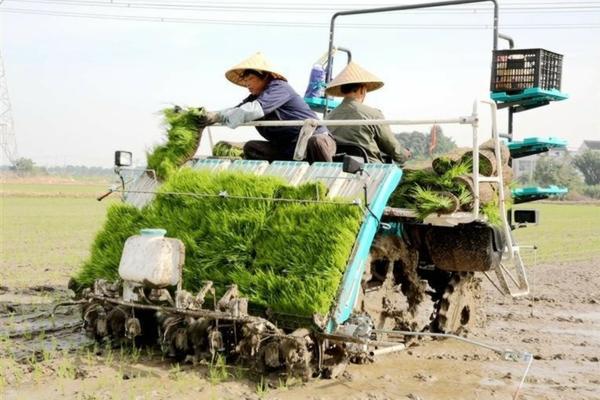 阿维菌素对根结线虫使用方法 阿维菌素治根结线虫怎么使用？