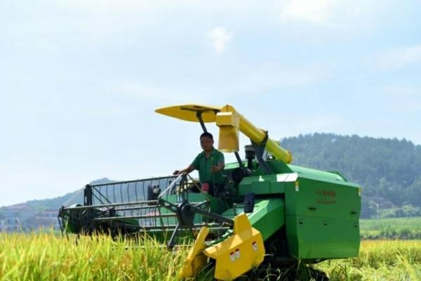 玉米地技巧 玉米种植技巧