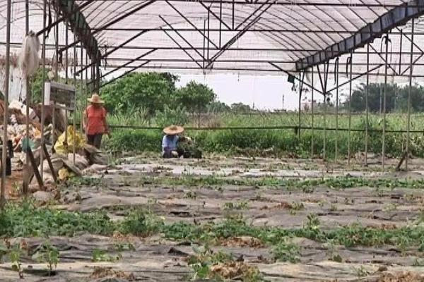 磷酸二氢钾与哪些搭配效果好 白醋和磷酸二氢钾能混合用吗？