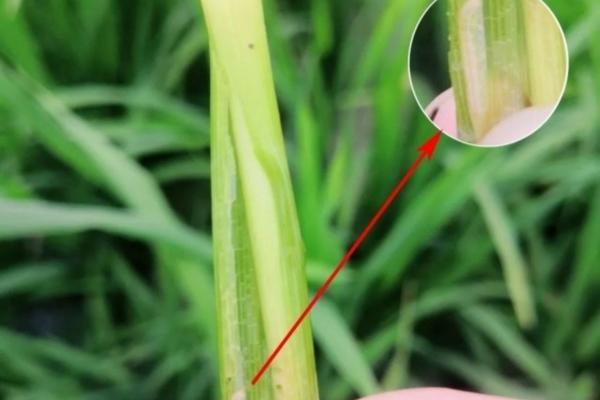 豆子啥时间打除草剂合适 苗后除草剂能打豆子地的草吗？