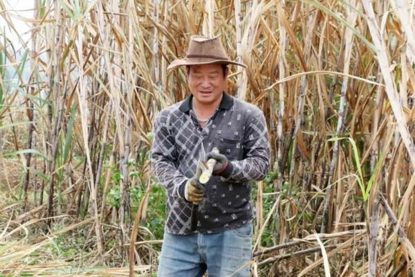 葡萄树地除草用什么除草剂 除草剂喷在葡萄根上会死吗？