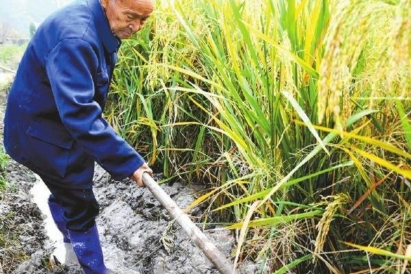 多菌灵能否直接撒在土壤上？使用注意事项与正确操作方法