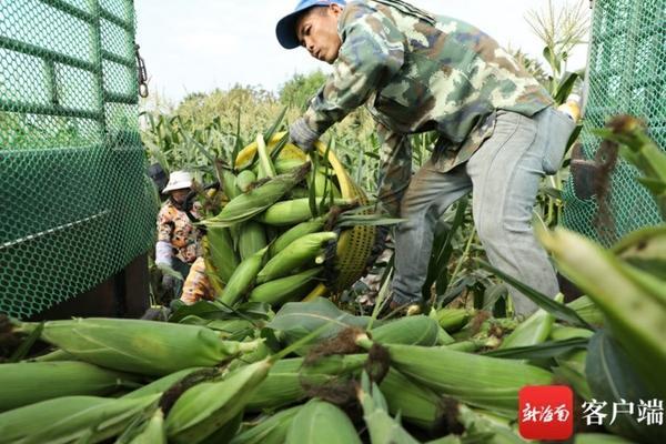 吡虫啉杀虫剂使用方法 绿僵菌杀虫剂使用方法