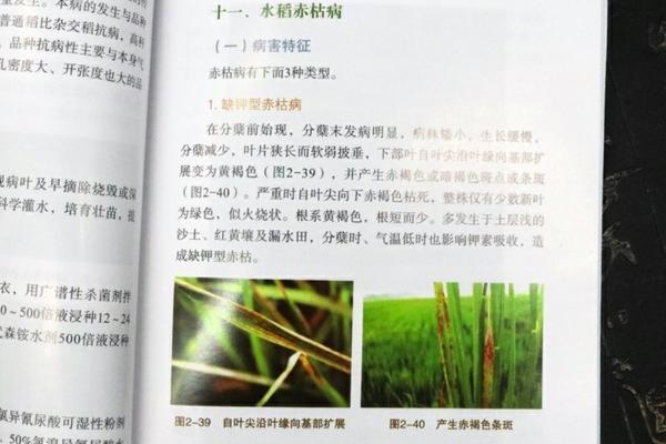 代替多菌灵的替代品及选择策略