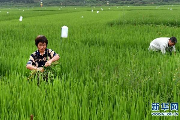 丙溴磷可以和吡虫啉合用吗 棉花病虫害用什么农药？