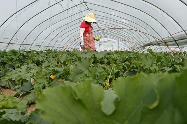 糯玉米种植株行距是多少 玉米行距的常见问题解答