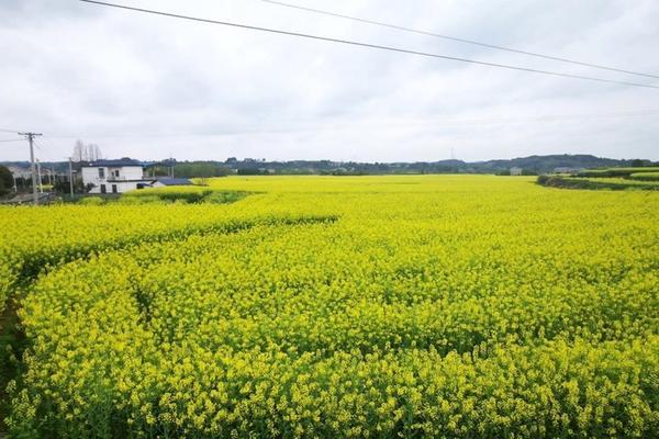 辣椒用什么肥料 辣椒叶面肥哪个最佳