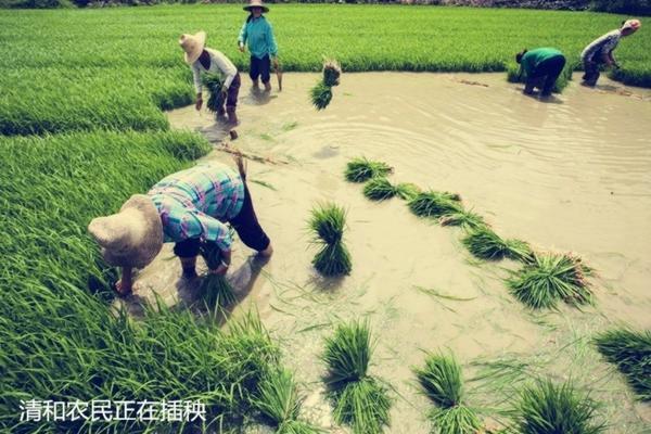 吡虫啉杀虫剂主要杀什么虫 吡虫啉能杀苍蝇蚊子吗