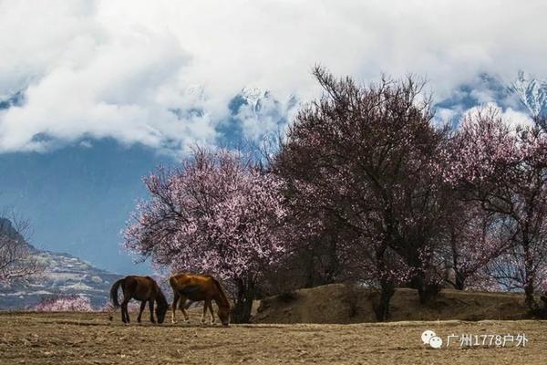 花卉白雪公主养殖方法 白雪多肉植物图片