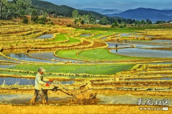 无花果种植技术与管理 无花果树用什么肥料好