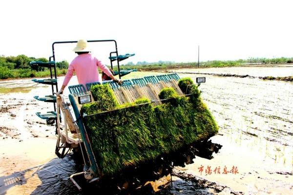 玉米田除草剂对小麦有影响吗 玉米大豆通用型苗后除草剂