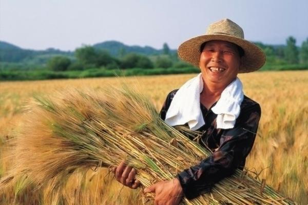 草甘膦除草剂对桃树根有影响吗 小区绿化喷什么药？