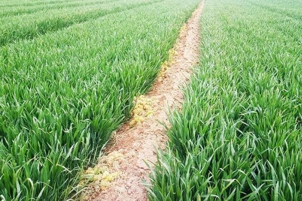 小麦田除草剂的最佳喷施时间