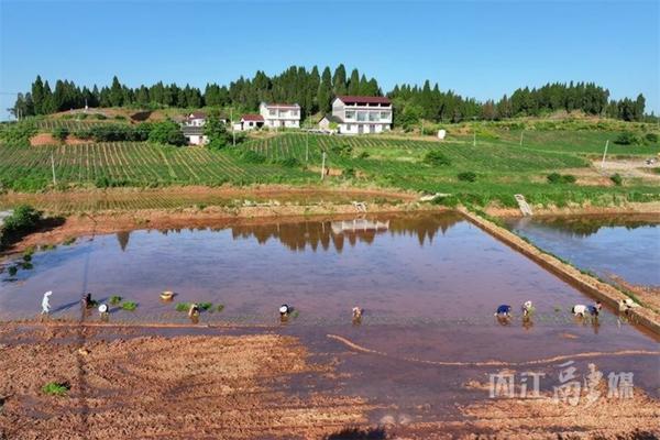 灰霉病用什么药治疗 灰霉病特效杀菌剂