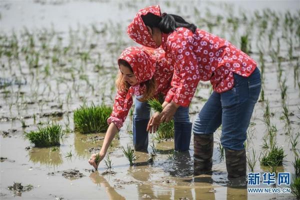 玉米苗后专用除草剂 玉米田芦苇除草剂苗前