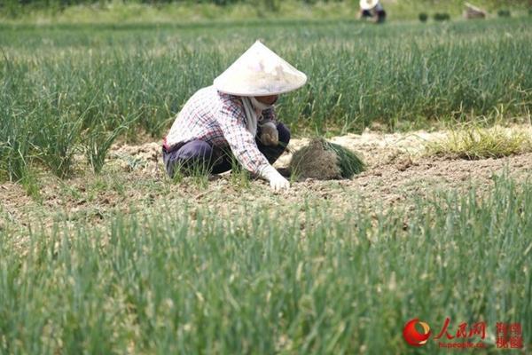 荒地除草用什么最有效 平原能种植什么药材？