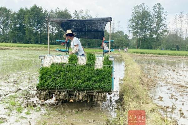 草皮里面的杂草用什么除草剂好 烟草除草剂药害图片