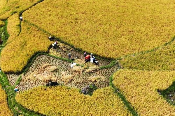 乙草胺怎么移栽 白芨种苗最佳种植时间？