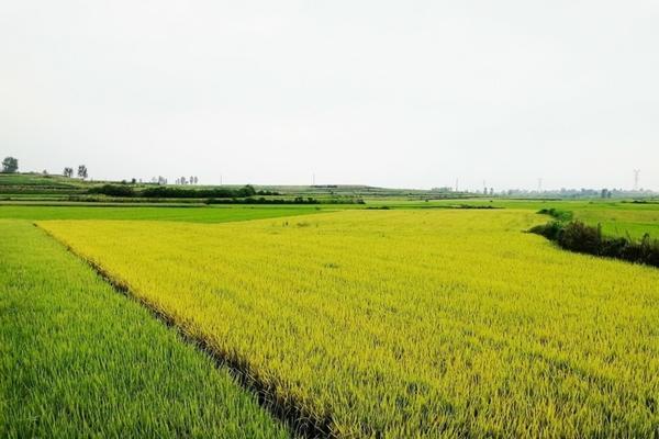 天麻苗长什么样子图片视频 天麻长什么样图片欣赏