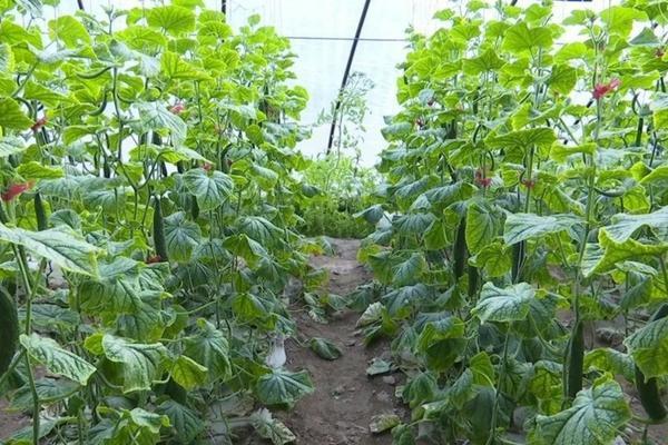 芸苔素内酯戊唑醇价格 水稻第一遍打什么农药？