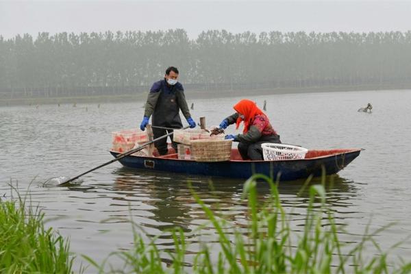 百菌清复配最佳配方 氢氧化铜不能跟哪种农药配制？