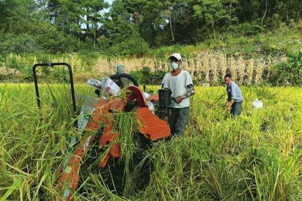 芸苔素起什么作用 芸苔素能抑制作物生长吗？