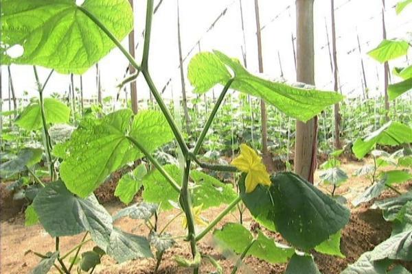 除掉大树用什么药 草甘膦除草剂伤树根吗